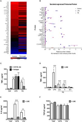 Soluble Fibrinogen Triggers Non-cell Autonomous ER Stress-Mediated Microglial-Induced Neurotoxicity